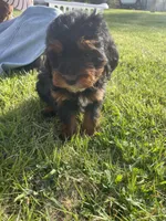 Sky, a female Miniature Bernedoodle for sale in Robbinsville, NC – Photo 4 of 4