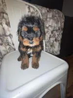 Sky, a female Miniature Bernedoodle for sale in Robbinsville, NC – Photo 3 of 4