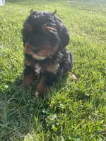 Sky, a female Miniature Bernedoodle for sale in Robbinsville, NC – Photo 2 of 4