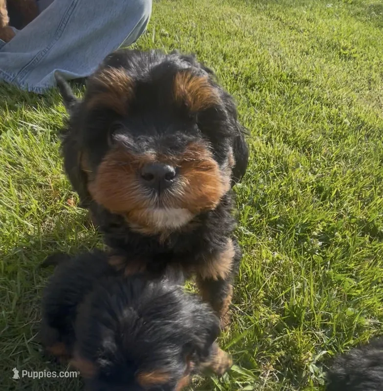 Sky – Miniature Bernedoodle puppy for sale in Robbinsville, NC