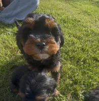 Sky, a female Miniature Bernedoodle for sale in Robbinsville, NC – Photo 1 of 4
