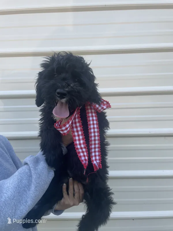 Star  – Miniature Bernedoodle puppy for sale in Robbinsville, NC