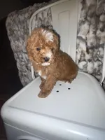 River , a male Miniature Bernedoodle for sale in Robbinsville, NC – Photo 1 of 2