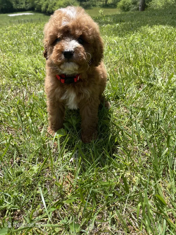 River  – Miniature Bernedoodle puppy for sale in Robbinsville, NC
