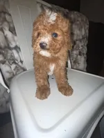 River , a male Miniature Bernedoodle for sale in Robbinsville, NC – Photo 2 of 2