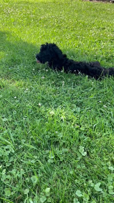Star , a female Miniature Bernedoodle for sale in Robbinsville, NC – 4 of 4