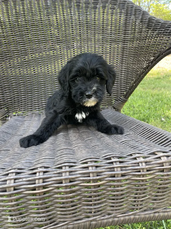 Val – Miniature Bernedoodle puppy for sale in Robbinsville, NC