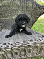 Val, a female Miniature Bernedoodle for sale in Robbinsville, NC – 2 of 3