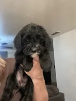 Val, a female Miniature Bernedoodle for sale in Robbinsville, NC – 3 of 3
