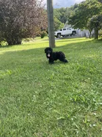 Star , a female Miniature Bernedoodle for sale in Robbinsville, NC – 3 of 4