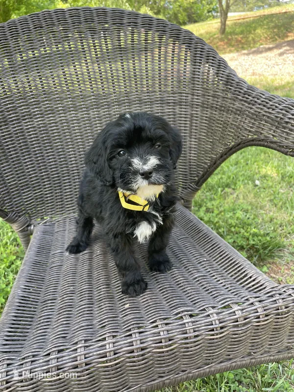 Bree – Miniature Bernedoodle puppy for sale in Robbinsville, NC
