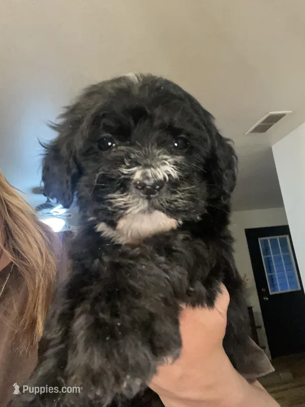 Bree – Miniature Bernedoodle puppy for sale in Robbinsville, NC