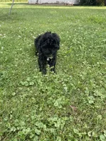 Star , a female Miniature Bernedoodle for sale in Robbinsville, NC – 1 of 4
