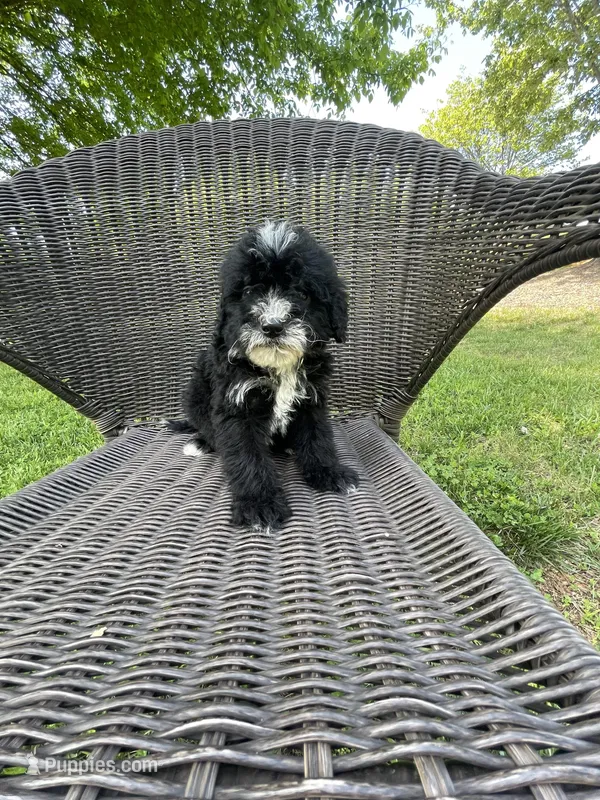 Creed – Miniature Bernedoodle puppy for sale in Robbinsville, NC