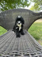 Creed, a male Miniature Bernedoodle for sale in Robbinsville, NC – 2 of 4