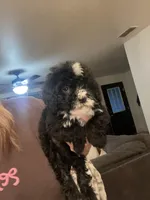 Creed, a male Miniature Bernedoodle for sale in Robbinsville, NC – Photo 1 of 2