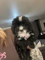 Creed, a male Miniature Bernedoodle for sale in Robbinsville, NC – Photo 2 of 2