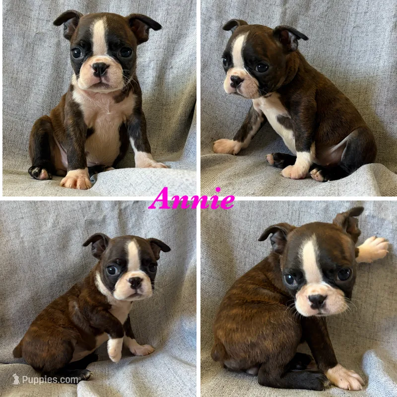 Annie – Boston Terrier puppy for sale in Merced, CA