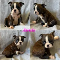 Annie, a female Boston Terrier for sale in Merced, CA – 1 of 5