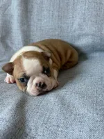 Cherry, a female Boston Terrier for sale in Merced, CA – 4 of 7