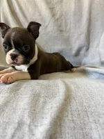 Brynn, a female Boston Terrier for sale in Merced, CA – 4 of 5