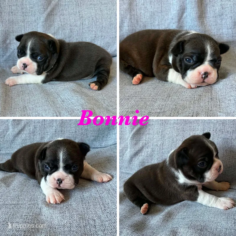 Bonnie – Boston Terrier puppy for sale in Merced, CA