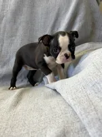 Allie, a female Boston Terrier for sale in Merced, CA – 4 of 5