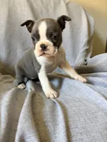 Brenda, a female Boston Terrier for sale in Merced, CA – 5 of 8