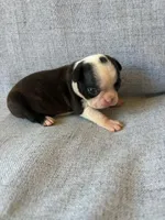 Aria, a female Boston Terrier for sale in Merced, CA – 3 of 7