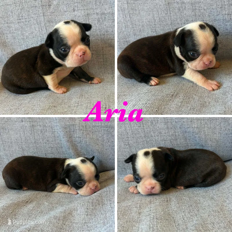 Aria – Boston Terrier puppy for sale in Merced, CA