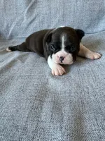 Bonnie, a female Boston Terrier for sale in Merced, CA – 5 of 7