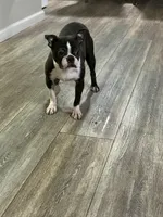 Angie, a female Boston Terrier for sale in Merced, CA – 3 of 4