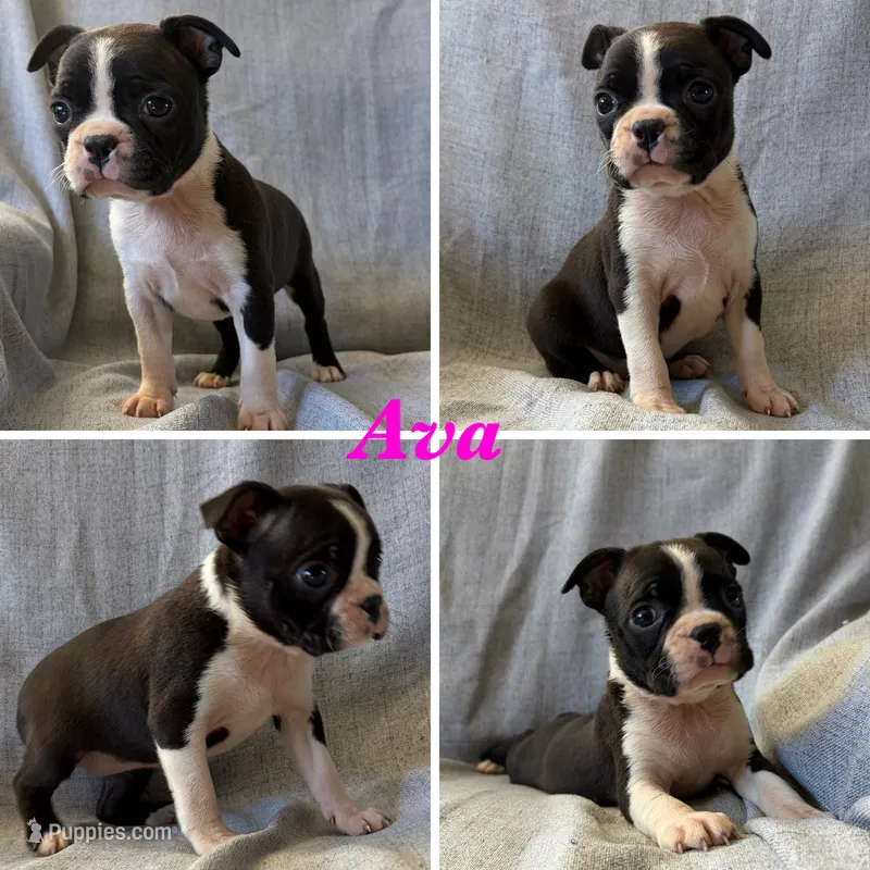 Ava – Boston Terrier puppy for sale in Merced, CA