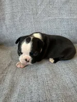 Allie, a female Boston Terrier for sale in Merced, CA – 4 of 7