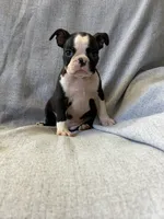 Allie, a female Boston Terrier for sale in Merced, CA – 2 of 5
