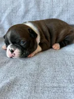 Brynn, a female Boston Terrier for sale in Merced, CA – 6 of 7