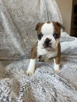 Dexter , a male Boston Terrier for sale in Merced, CA – 6 of 6