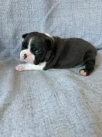 Bonnie, a female Boston Terrier for sale in Merced, CA – 2 of 7