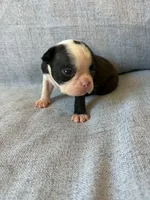 Aria, a female Boston Terrier for sale in Merced, CA – 5 of 7
