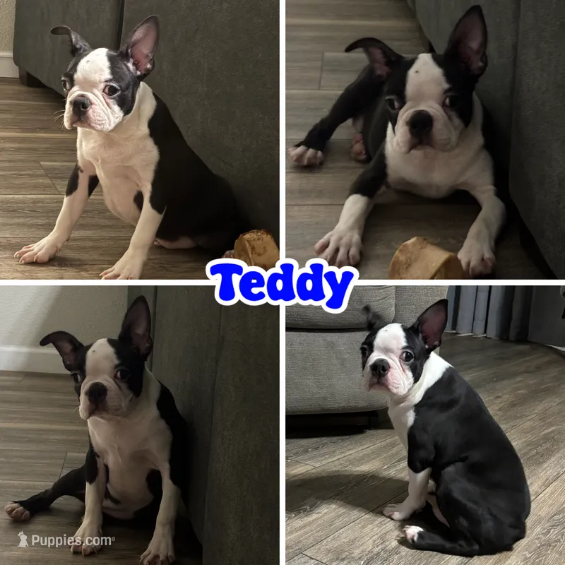 Teddy