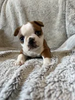 Dexter , a male Boston Terrier for sale in Merced, CA – 5 of 6