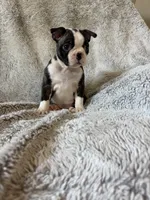 Mindy, a female Boston Terrier for sale in Merced, CA – 4 of 6