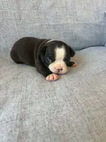 Ayla, a female Boston Terrier for sale in Merced, CA – 5 of 7