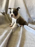 Brenda, a female Boston Terrier for sale in Merced, CA – 4 of 8