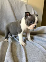 Brenda, a female Boston Terrier for sale in Merced, CA – 7 of 8