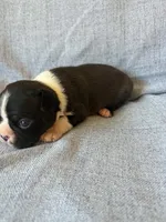 Ava, a female Boston Terrier for sale in Merced, CA – 3 of 7