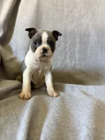 Brenda, a female Boston Terrier for sale in Merced, CA – 8 of 8