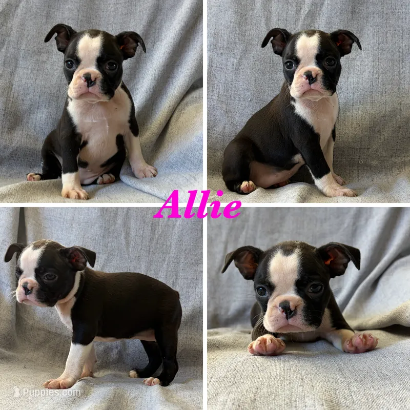 Allie – Boston Terrier puppy for sale in Merced, CA