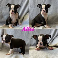 Allie, a female Boston Terrier for sale in Merced, CA – 1 of 5