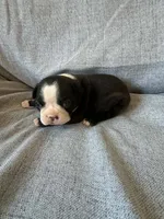 Ayla, a female Boston Terrier for sale in Merced, CA – 4 of 7